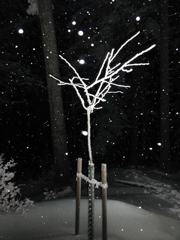 2010 12 25 A